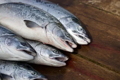 Дагестан к 2025 году намерен удвоить объемы вылова рыбы — РБК