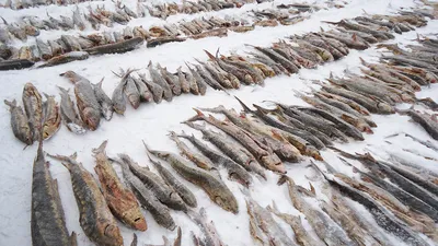 Глава Приморья: часть рекордного улова рыбы мы продали по сниженным ценам |  ИА Красная Весна