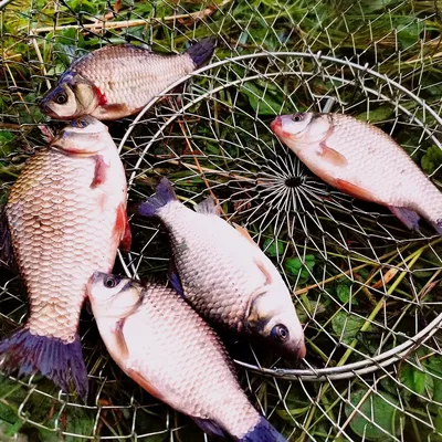 Улов рыбы · Бесплатные стоковые фото