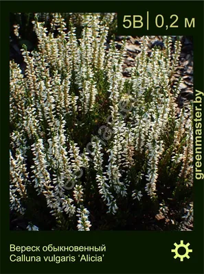 Вереск обыкновенный Calluna vulgaris