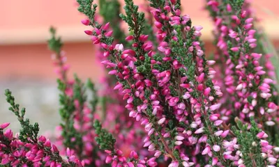 Calluna vulgaris 'Martina', Вереск обыкновенный 'Мартина'