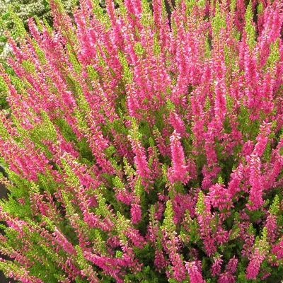 Вереск обыкновенный 'Disco Queen' (Calluna vulgaris 'Disco Queen')