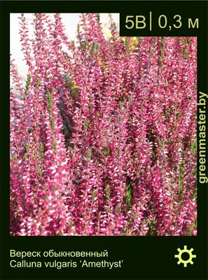 Вереск обыкновенный Лизбет. (Calluna vulgaris Garden girls® Lisbeth) купить  в интернет-магазине ЦВІТСАД с доставкой по Украине