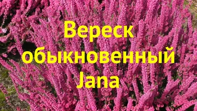 Вереск обыкновенный (Calluna vulgaris) - магазин био продукты растения  лечебные травы настойки мази масла купить крем добавки грибы