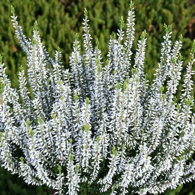 Вереск обыкновенный Cuprea (Calluna vulgaris Cuprea) | Верески