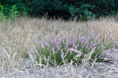 Вереск обыкновенный Alba Praecox - Вереск - GardenPlants