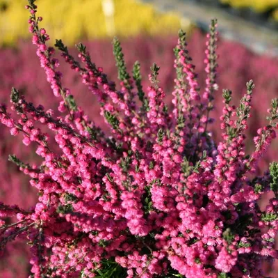 Calluna vulgaris 'Zoe', Вереск обыкновенный 'Зоуи'