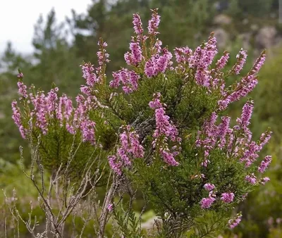 Вереск обыкновенный Calluna vulgaris