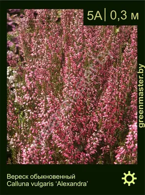 Вереск обыкновенный Calluna vulgaris, трава