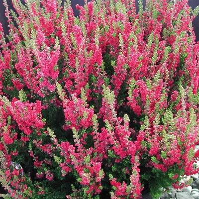 Calluna vulgaris 'Zoe', Вереск обыкновенный 'Зоуи'