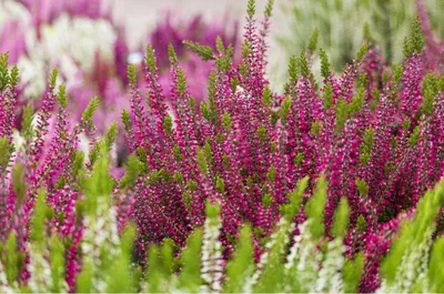 Вереск обыкновенный Calluna vulgaris