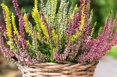 Вереск обыкновенный 'Athene' (Calluna vulgaris 'Athene')