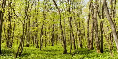 Весенний лес обои - 71 фото