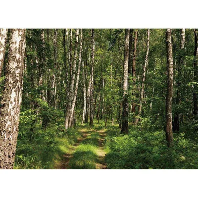 Красота весеннего леса. :: Евгений – Социальная сеть ФотоКто