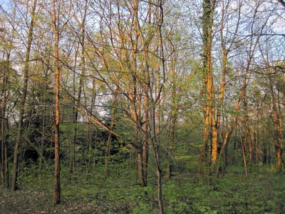 Весенний лес | В краю родном -- новости Елецкого района