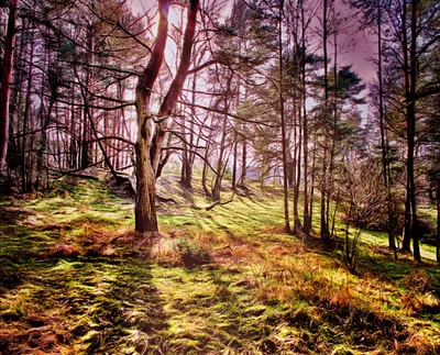 Фото Заросли весеннего леса на фотохостинге Fotoload