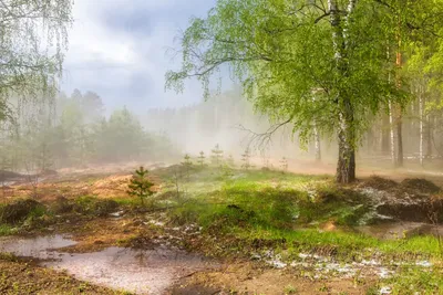 Сочные краски весеннего леса! :: Роман Царев – Социальная сеть ФотоКто