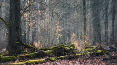 Нежная зелень весеннего леса 64к , …» — создано в Шедевруме