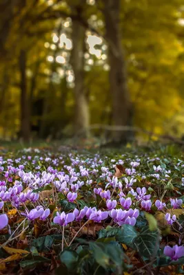 Весенние цветы Ленинградской области: отправляемся на фотоохоту