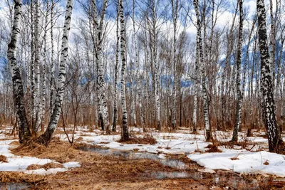 Весна в лесу | 15.04.2020 | Красноуфимск - БезФормата