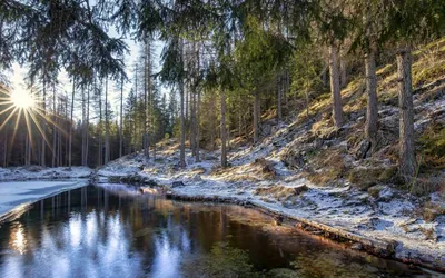 Фотографии весеннего леса, которые можно услышать!