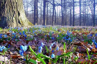 Картина Весна в лесу | Купить авторскую картину Туманова