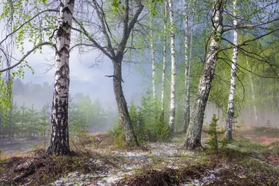 Пробуждение леса весной - фото и картинки: 35 штук