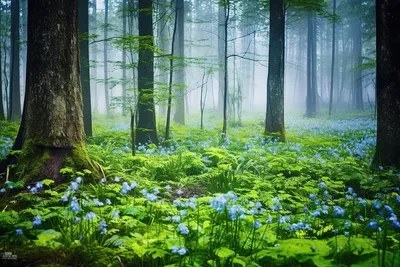 Как «Лес весной» Шишкина оказался осенью | Картины с историей | Дзен