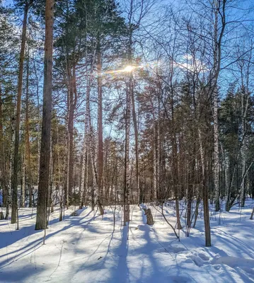 Весна в лесу. Фотограф Иван Клейн