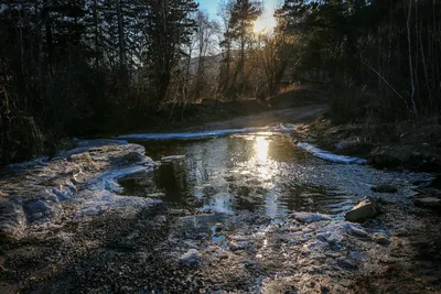 Весна в лесу» — создано в Шедевруме