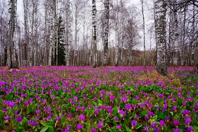 Весна в лесу :: Владимир – Социальная сеть ФотоКто