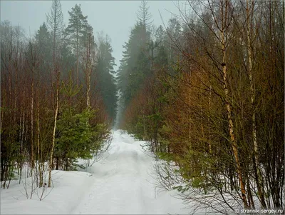 Весна в лесу. Фотограф Иван Клейн