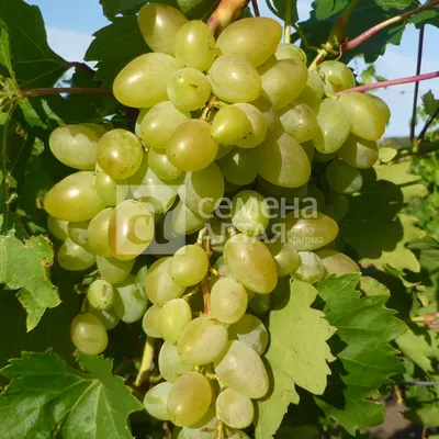 Виноград «Аркадия» (Vitis vinifera L.) – Вьющиеся растения Буква «В» -  цветочный портал Ваш Сад!