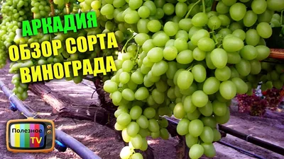 Саженец Винограда Аркадия фото и описание сорта 🌱 купить саженец Винограда  Аркадия почтой недорого в Москве