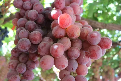 Интересный способ выращивания крупноплодного винограда Сорт Преображение –  Дамские пальчики - YouTube