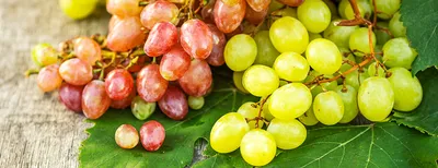 Рейтинг популярности сортов столового винограда Узбекистана – это приговор  для отрасли • EastFruit