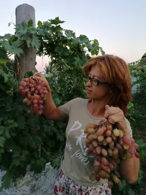 Виноград Карнавал - купить саженцы ягодных культур с доставкой по Украине в  магазине Добродар