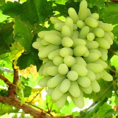 Сорт винограда Дамские пальчики: посадка, уход, советы, отзывы