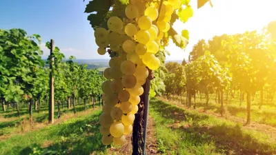 ТОП-20 сортов винограда для белого вина