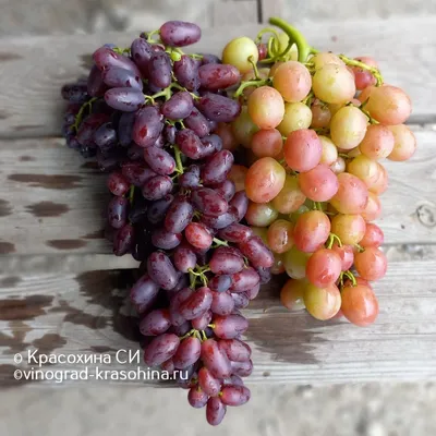 Сорта винограда будущего – какие они? - Виноград, виноградарство. Саженцы  винограда Красохиной С.И.