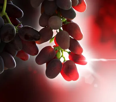 Пять редких сортов винограда, о которых стоит знать | Винный ресторан  9wines в Санкт-Петербурге