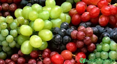 12 основных преимуществ для здоровья от употребления винограда