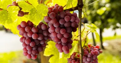 Основные сорта армянского винограда