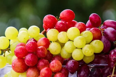 В 2023 году соберут около 230 тысяч тонн винограда технических сортов