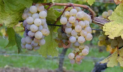 Какой виноград более полезен для здоровья: красный или белый - МЕТА