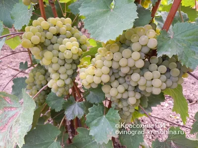 Чешские селекционеры вывели новые сорта винограда — «Диадему» и «Ульрику» |  Radio Prague International