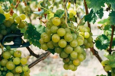 Что такое автохтоны: разбираем сорта винограда