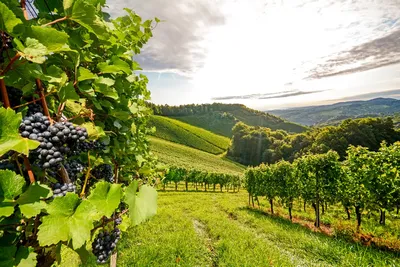 Самые перспективные устойчивые сорта винограда для виноделия - Виноград,  виноградарство. Саженцы винограда Красохиной С.И.