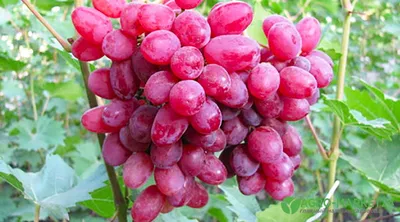 Cоздан новый холодостойкий сорт белого винограда- журнал о вине Vino.ru
