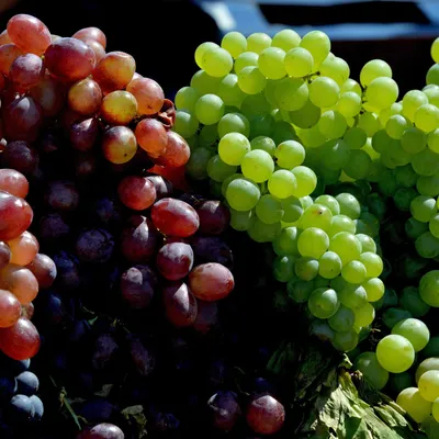 Популярные белые сорта винограда для производства вина